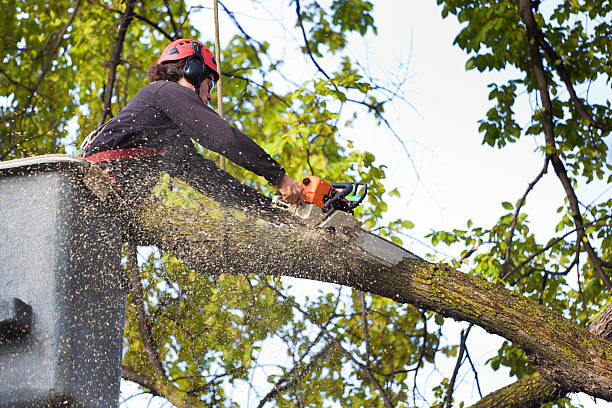 The Steps Involved in Our Tree Care Process in Progress, PA